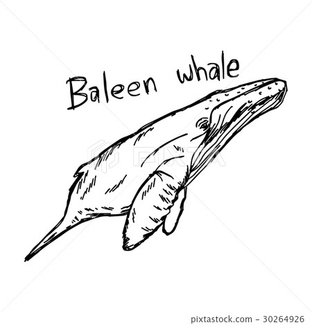 baleen whale - vector illustration  30264926