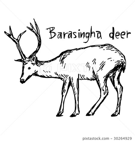 barasingha deer - vector illustration barasingha deer - vector illustration 30264929