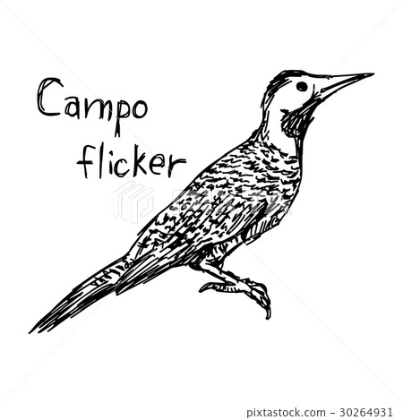Campo flicker - vector illustration Campo flicker - vector illustration 30264931