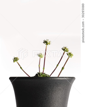 Susannae 30265080