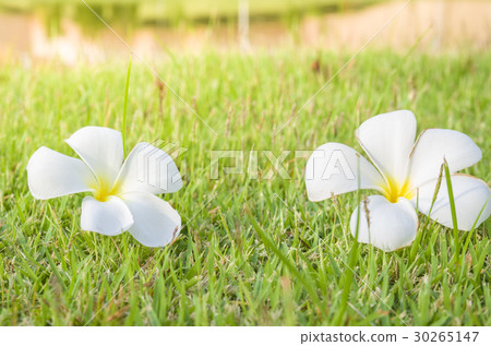 Plumeria on the green grass 30265147