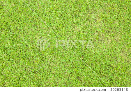 green grass texture 30265148