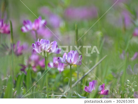 櫻花盛開的鮮花盛開 櫻花盛開的鮮花盛開 30265305