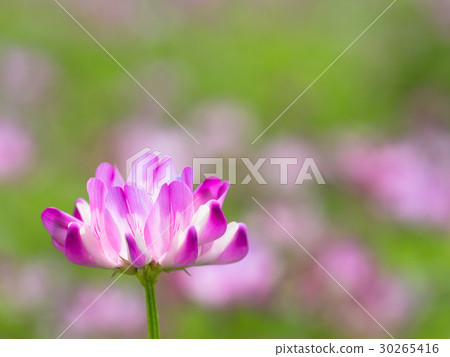 蓮花草 蓮花草 30265416