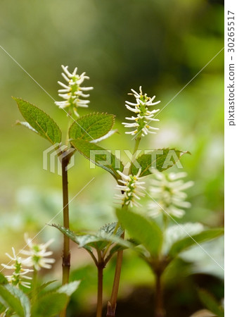 Hitoshizuka的花 30265517