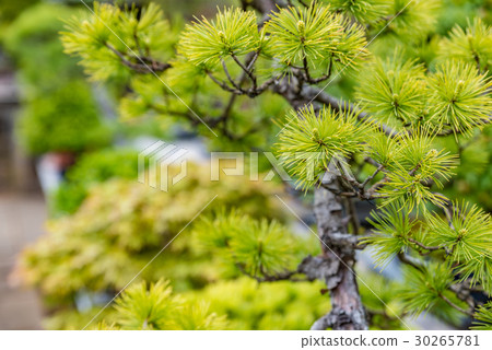 A bonsai A bonsai 30265781