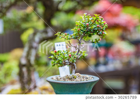 A bonsai A bonsai 30265789