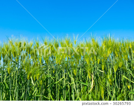 Wheat field 30265793