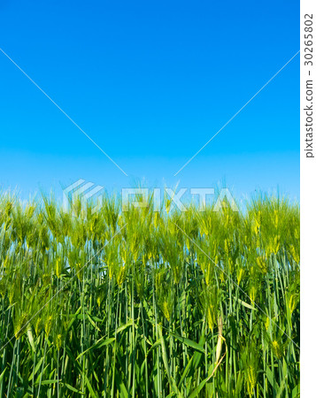 Wheat field 30265802