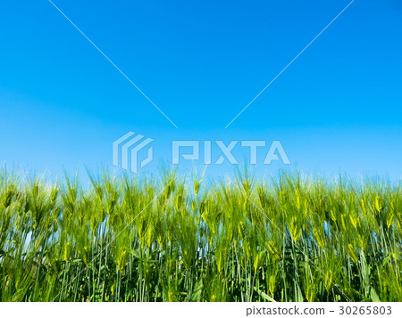 Wheat field 30265803