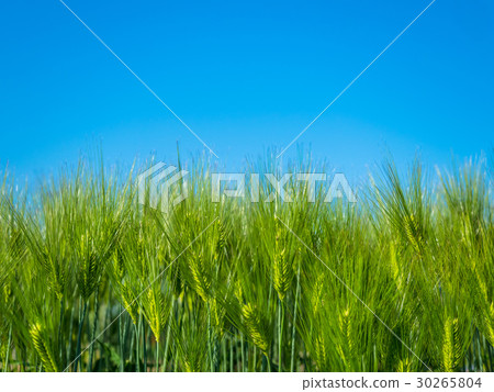 Wheat field 30265804