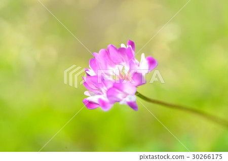 在春天光的蓮花草 30266175