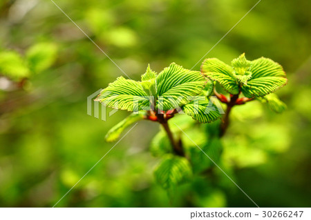 Yabudemari年輕葉子 30266247