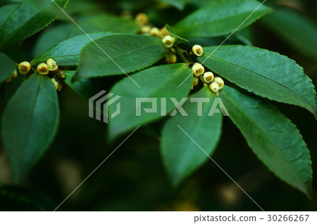 Hisakaki淡黃色的綠色花朵 Hisakaki淡黃色的綠色花朵 30266267