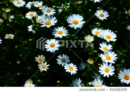 白菊花 30266269