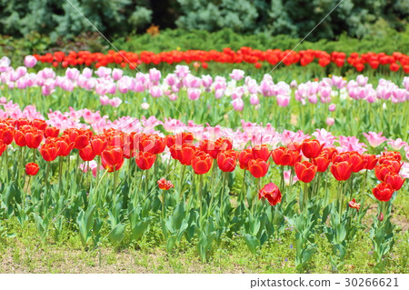 鬱金香花 30266621