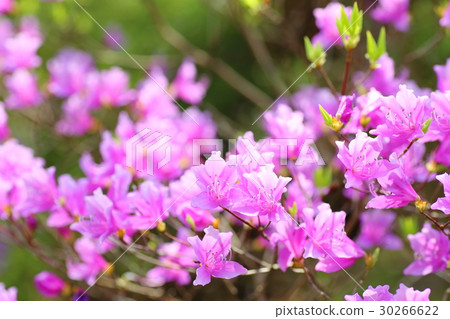 杜鵑花的花 杜鵑花的花 30266622