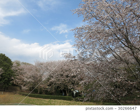 櫻花盛開的春天伊勢部櫻川公園(櫻池附近) 櫻花盛開的春天伊勢部櫻川公園(櫻池附近) 30266647