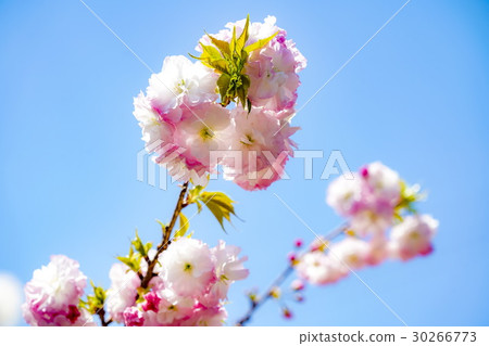 Matsuki Sakura Ogami Farm 30266773