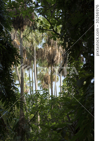 Island taraw palm.Pa Kam Chanod, Amazing Thailand. Island taraw palm.Pa Kam Chanod, Amazing Thailand. 30266976