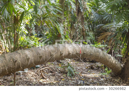 Island taraw palm.Pa Kam Chanod, Amazing Thailand. 30266982