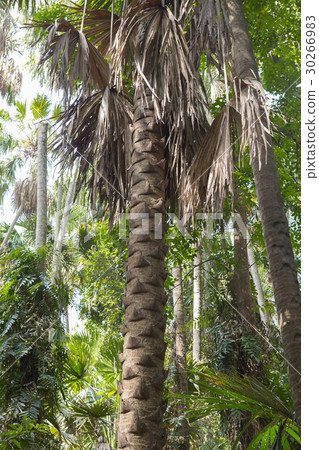 Island taraw palm.Pa Kam Chanod, Amazing Thailand. Island taraw palm.Pa Kam Chanod, Amazing Thailand. 30266983