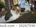 Sleepy cat 30267590