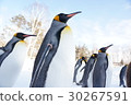 Penguin parade 30267591