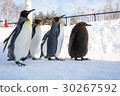 Parent / child penguin 30267592