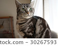 Cute face cat 30267593