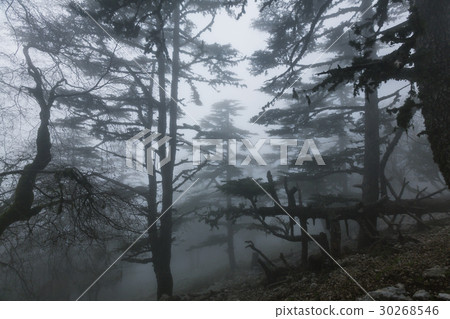 Fog in the forest Fog in the forest 30268546