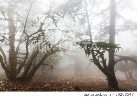 Fog in the forest Fog in the forest 30268547