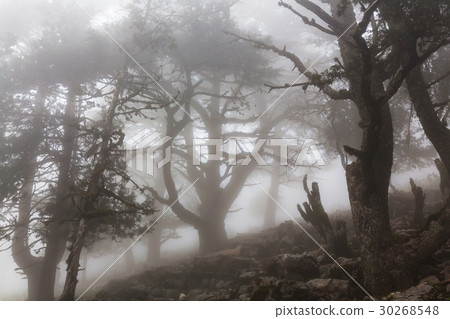 Fog in the forest Fog in the forest 30268548