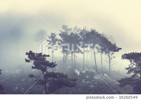 Fog in the forest Fog in the forest 30268549