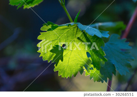 Green leaves Green leaves 30268551