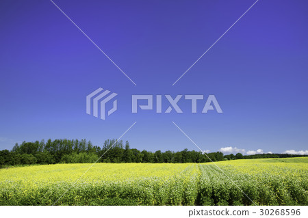 Blue sky and rape blossoms Field Kikarashi Minamifurano Blue sky and rape blossoms Field Kikarashi Minamifurano 30268596