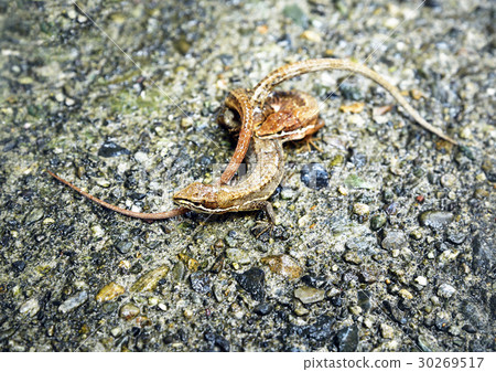 Lizard mating 30269517