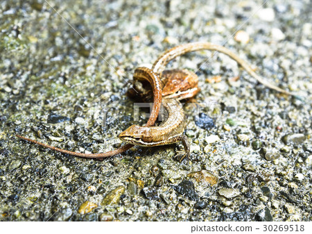 Lizard mating 30269518