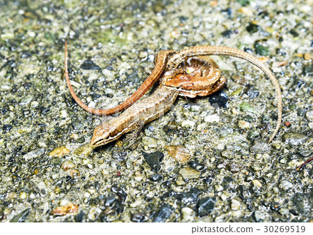 Lizard mating 30269519