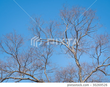 Leafless branches of sakura tree against blue sky 30269526