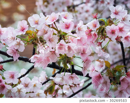 Beautiful Pink Sakura Flowers in Japan Beautiful Pink Sakura Flowers in Japan 30269583