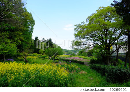 Satoyama春天風景 Satoyama春天風景 30269601