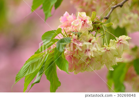 图库照片 重瓣樱树 八重桜 花朵