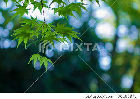 初夏的新鮮綠色 初夏的新鮮綠色 30269872