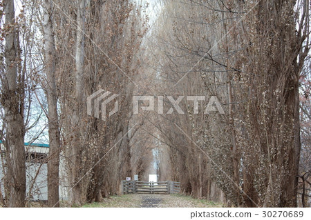 Poplar a tree Poplar a tree 30270689