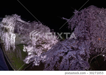 Cherry blossoms at Ueda castle at night Cherry blossoms at Ueda castle at night 30271053
