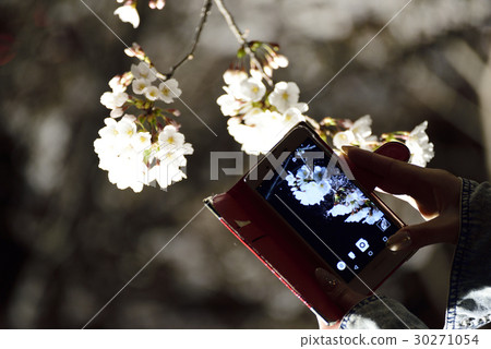 Sakura and smartphone Sakura and smartphone 30271054