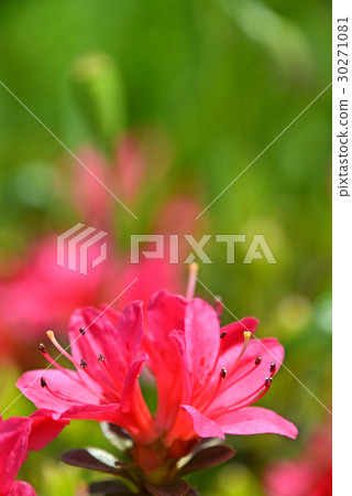 Azalea Azalea 30271081