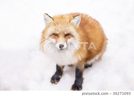 北狐狸 北狐狸 30271093