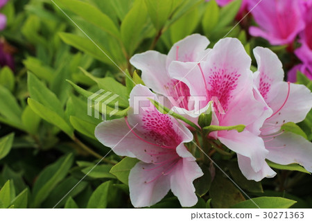 Azalea's flower 30271363